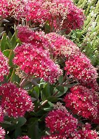 Sedum 'Class Act'